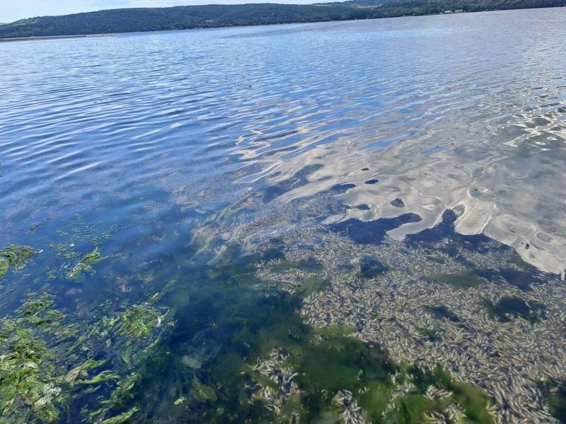 Готови са резултатите от водните проби по сигнала за мъртва риба във Варненското езеро - 01