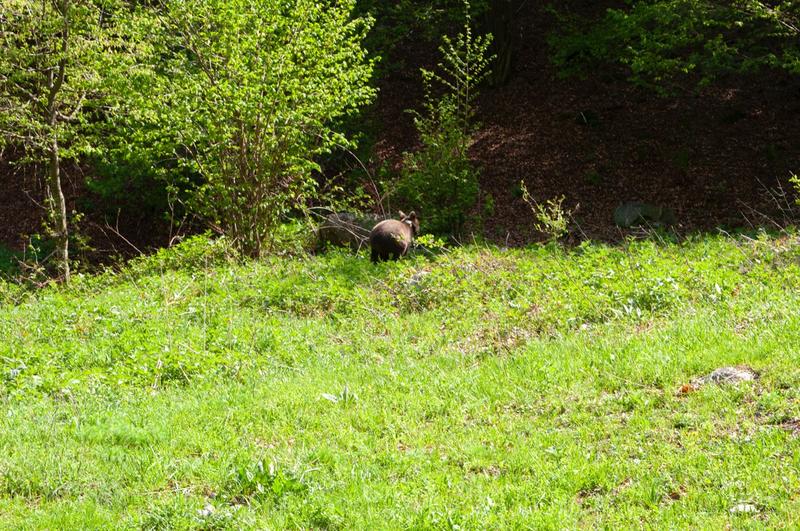 The bear cubs found in the Rhodopes were returned into the wild - 6