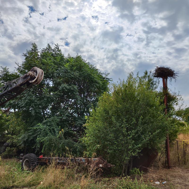 Щъркеловото гнездо на депото в Русе е преместено - 01