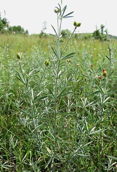 A new protected area near Svilegrad has been declared - “Sladun” - 01