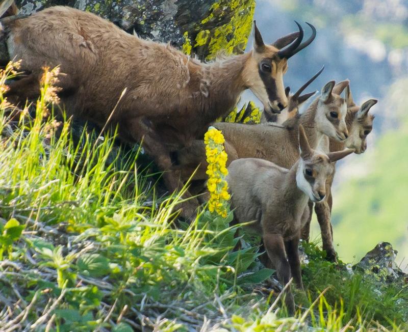 Today we mark 32 years National Park “Central Balkan” - 2