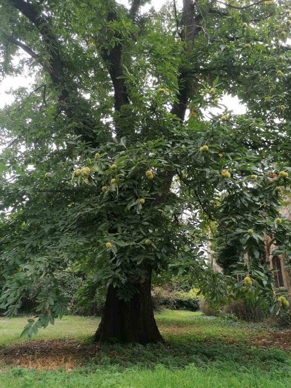 Five century-old trees have been declared protected - 01