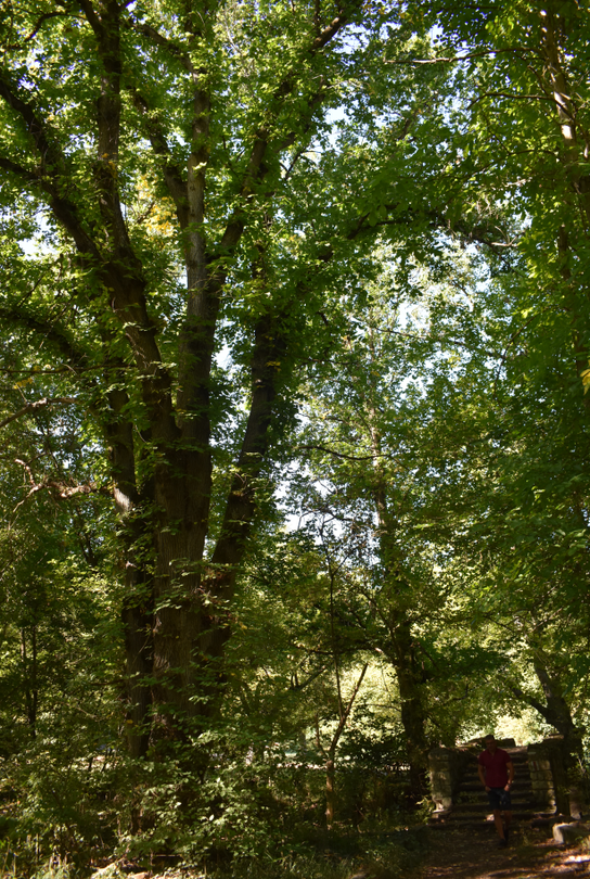 Две вековни дървета са обявени за защитени - 2