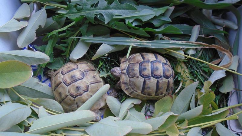 Две костенурки от защитен вид са конфискувани на Капитан Андреево - 01