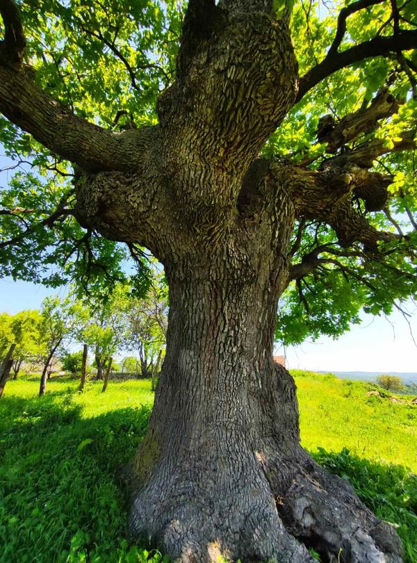 Two centuries-old trees in the region of Haskovo were declared under protection - 2