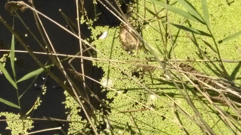 Липсaта  на кислород е причина за мъртвата риба в района на Аркутино - 01